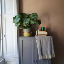 Load image into Gallery viewer, MELROSE