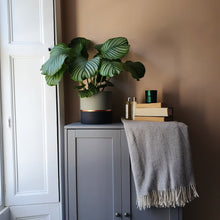 Load image into Gallery viewer, MELROSE