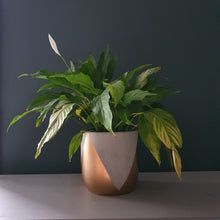 Load image into Gallery viewer, TALLA