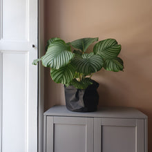 Load image into Gallery viewer, BRAEMAR