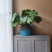 Load image into Gallery viewer, CLOVA