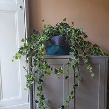 Load image into Gallery viewer, CLOVA