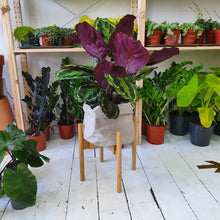 Load image into Gallery viewer, BRAEMAR