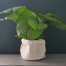 Load image into Gallery viewer, BRAEMAR