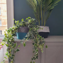 Load image into Gallery viewer, CLOVA