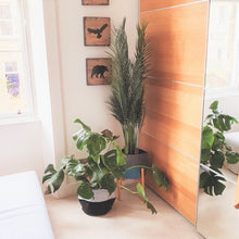 Load image into Gallery viewer, CLOVA