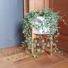 Load image into Gallery viewer, ELLON