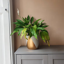 Load image into Gallery viewer, TALLA