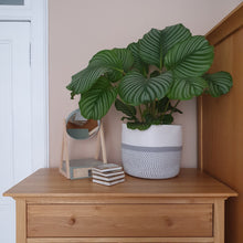 Load image into Gallery viewer, ISLAY