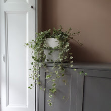 Load image into Gallery viewer, ISLAY