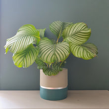 Load image into Gallery viewer, MELROSE